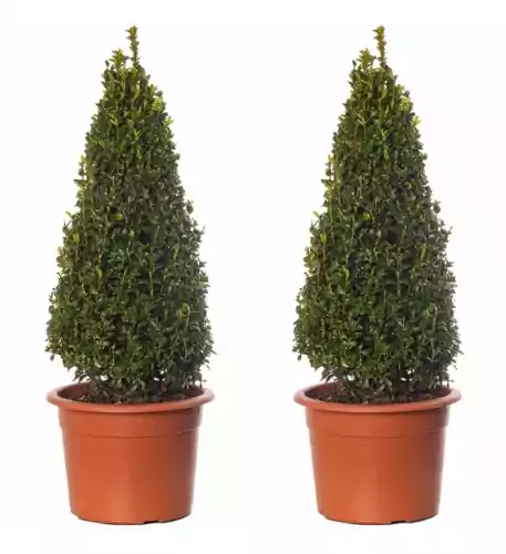 Buxus Pyramid Topiary - 2 Pack - 50-60cm Height