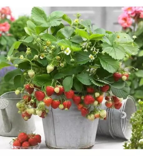 5 x Strawberry Sweetheart Bareroot Fruit Garden Plants Potting Grade