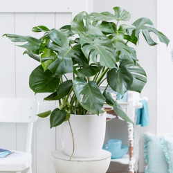 Swiss Cheese Plant - Monstera Deliciosa