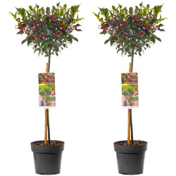 Standard Ilex Lollipop Holly Tree with Red Berries