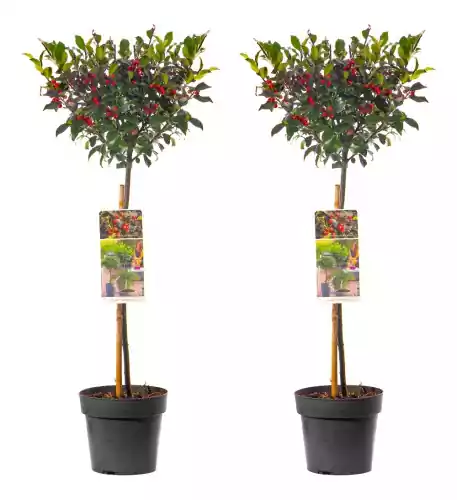 Standard Ilex Lollipop Holly Tree with Red Berries
