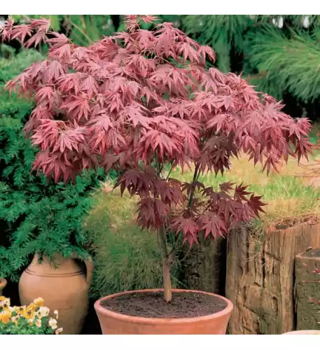Acer Atropurpureum Purple Japanese Maple Tree Shrub Garden