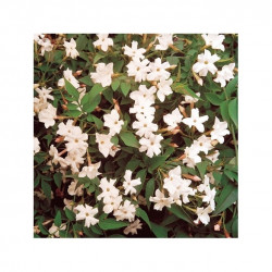 Jasminum Officinale Common Jasmine (9cm)