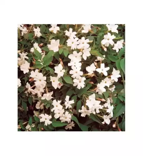 Jasminum Officinale Common Jasmine (9cm)