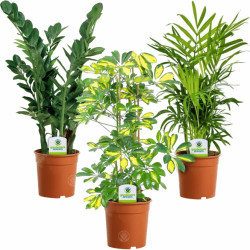 Indoor Plant Mix - 3 Plants - House / Office Live Potted Pot Plant Tree (Mix A)
