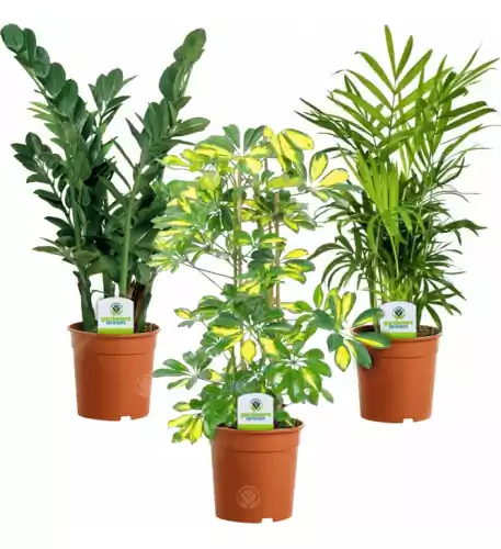 Indoor Plant Mix - 3 Plants - House / Office Live Potted Pot Plant Tree (Mix A)