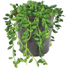 Senecio herreianus - 20-30cm (Incl. Pot)