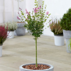 Syringa Palibin Patio Tree Syringa Palibin Patio Tree