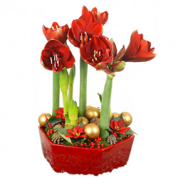 Amaryllis group deluxe