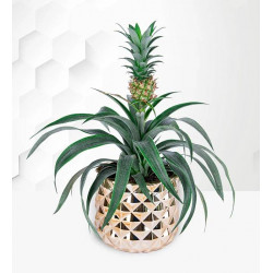 Golden Pineapple Plant