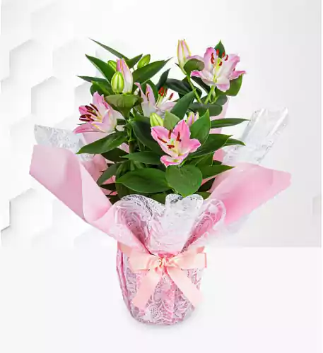 Oriental Lily