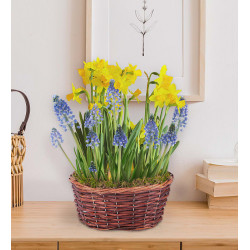 Tete a Tete Bulb Planter