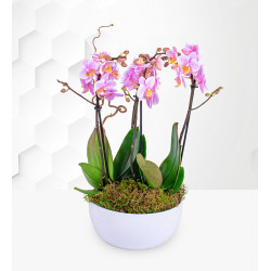 Luxe Blush Orchid