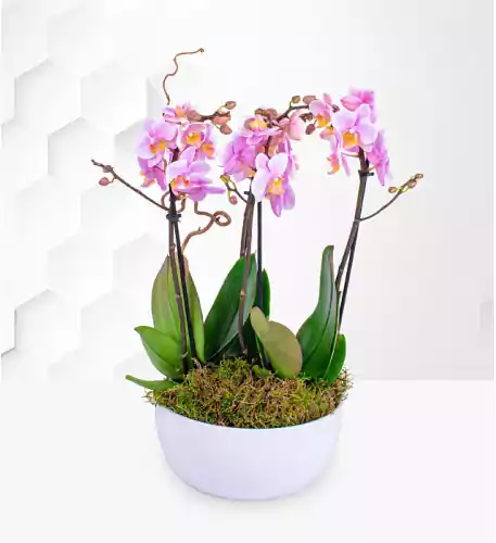Luxe Blush Orchid