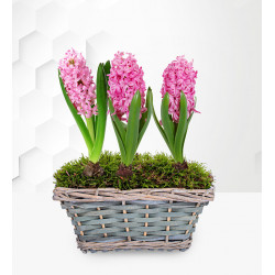 Mum's Hyacinth Basket