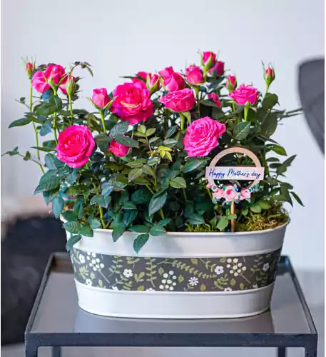 Mum's Luxury Rose