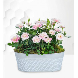 Delightful Rose Duo Delightful Rose Duo