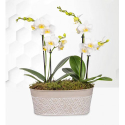 Lavishly Luxury Orchid