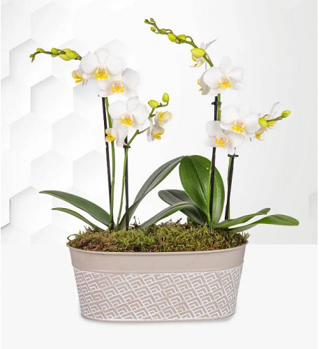 Lavishly Luxury Orchid