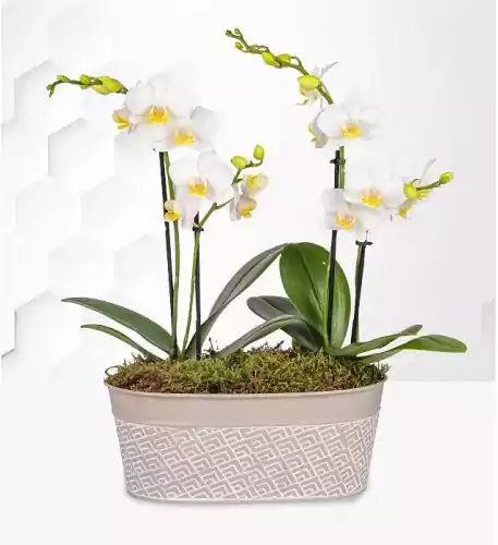 Lavishly Luxury Orchid