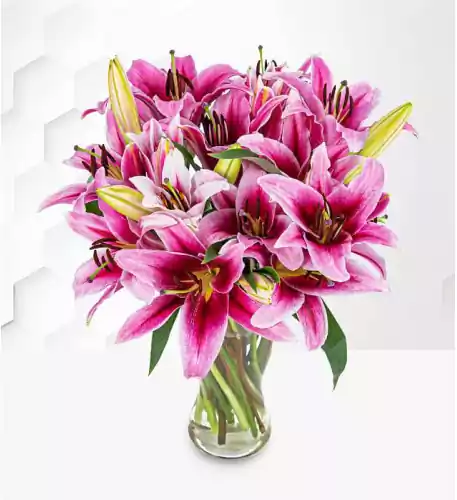 Stargazer Lilies (Standard)