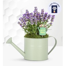 Summer Lavender Watering Can & Card
