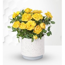 Summer Rose Plant