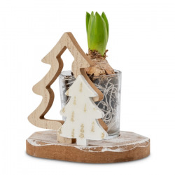  Hyacinth | Wintergreen in wood