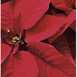 Red Poinsettia in Basket (Standard)
