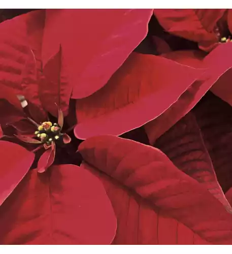 Red Poinsettia in Basket (Standard)