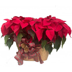 Luxury Poinsettia