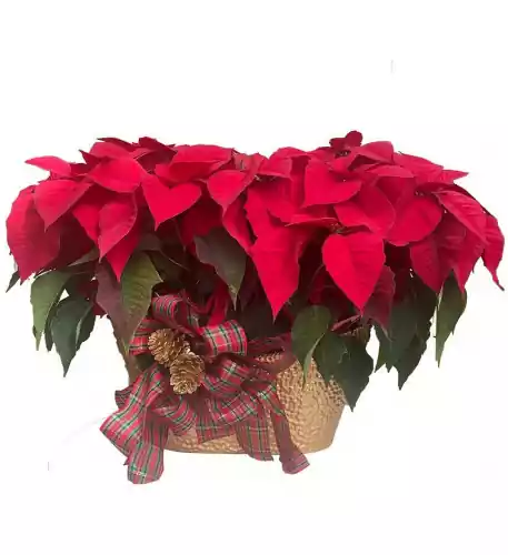 Luxury Poinsettia