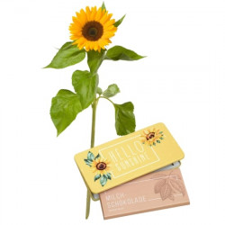 A Small Sun (1 sunflower) with Munz bar of chocolate Hello Sunshine