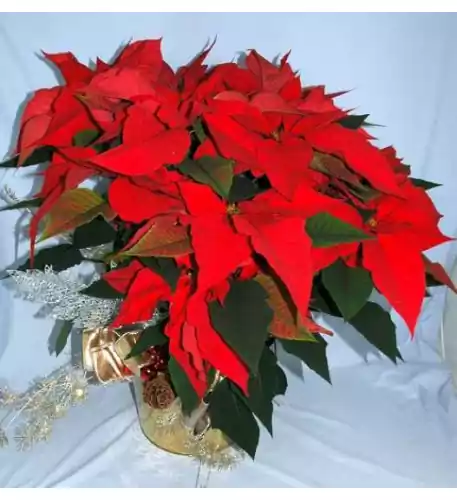 Huge Poinsettia
