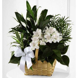 Peace And Serenity Dishgarden