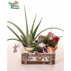 Aloe vera and honey