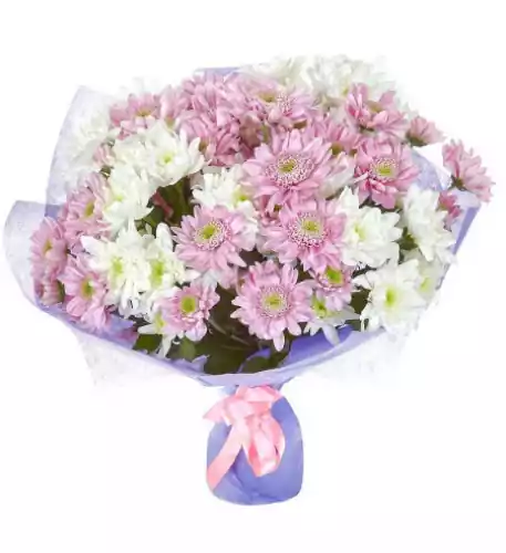Bouquet of Crysanthemums - White and pink Bouquet of Crysanthemums - White and pink