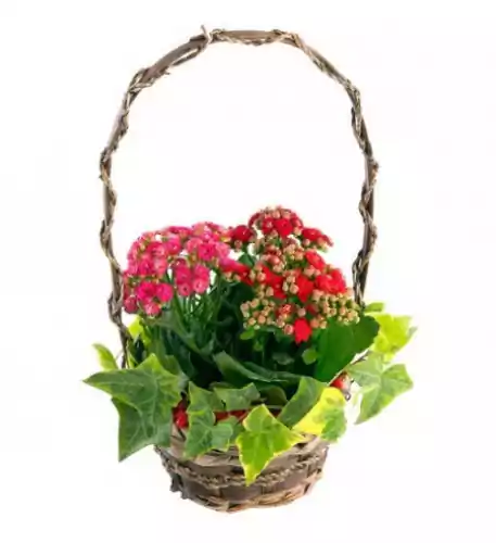 Basket with Kalanchoe plants Basket with Kalanchoe plants