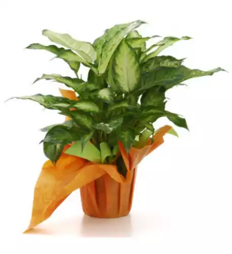 Dieffenbachia Dieffenbachia