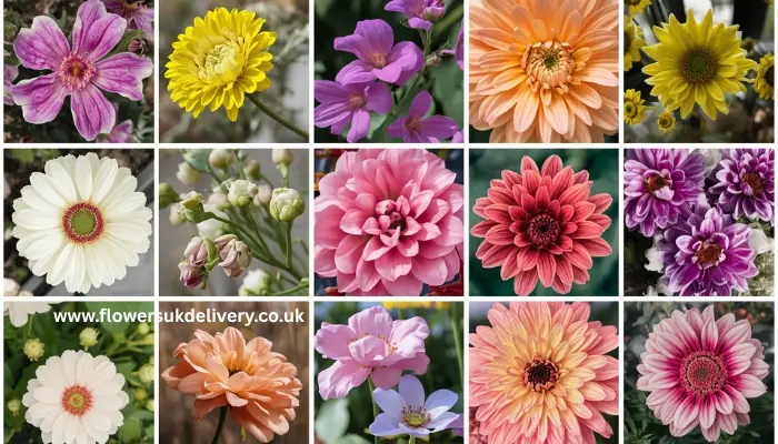 birth month flowers meanings birthday gift for someone special Relevance: A visual reference readers can save and share Placement: After the two birth month lists in Section 5