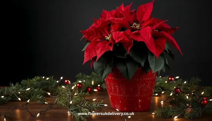 image-alt: red poinsettia plant in decorative pot surrounded by fairy lights and pine branches)