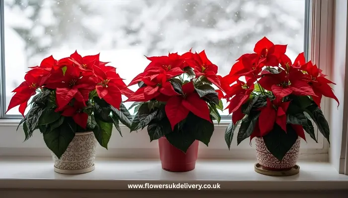 three red poinsettia plants in decorative pots arranged on white windowsill with snowy winter scene visible through window
