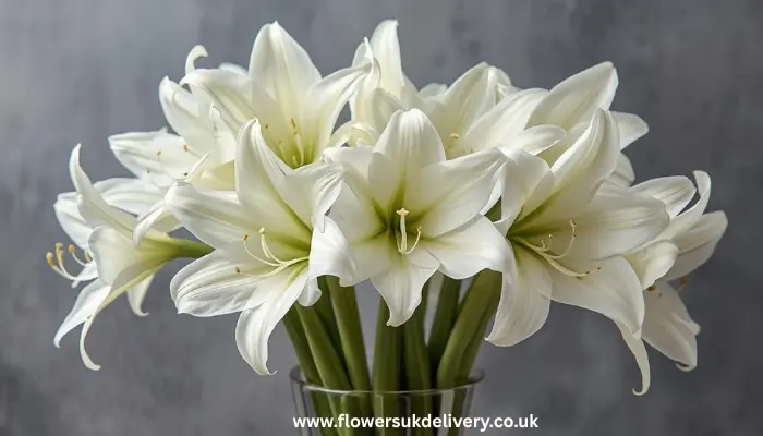 Christmas flowers gift delivery white amaryllis UK