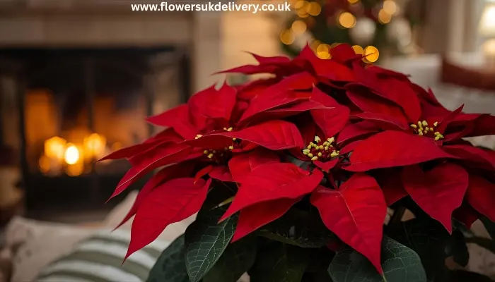 Order Christmas wine pairing elegant white Christmas roses amaryllis festive centerpiece
