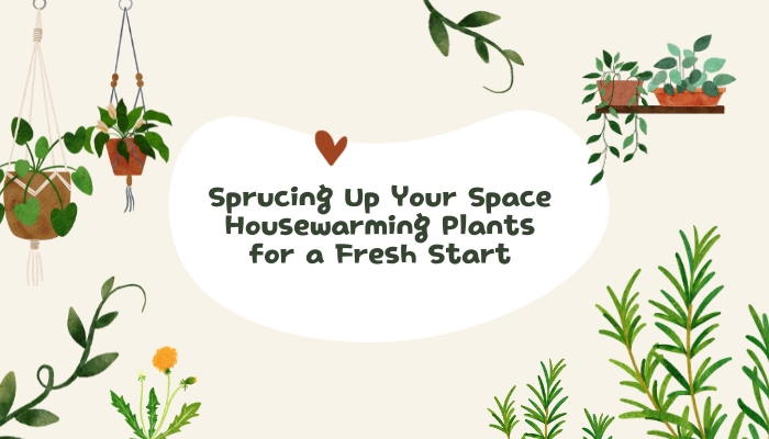Sprucing Up Your Space: Housewarming Plants for a Fresh Start 