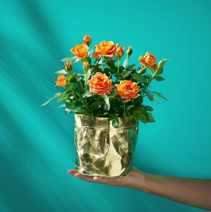 Cheerful Orange Rose Plant