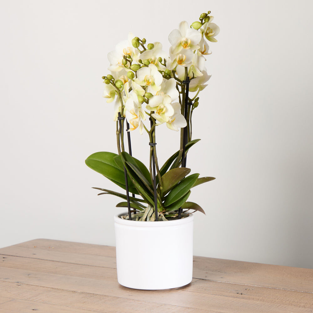 Orchid Boquetto 'Sensation' with Pot