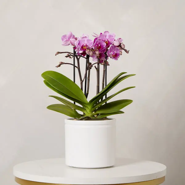 Orchid Boquetto ‘Delight’ with Pot