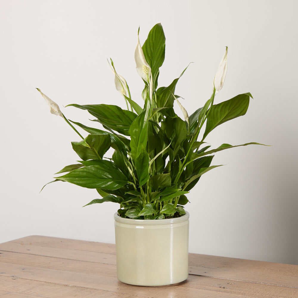 Peace Lily with Pot