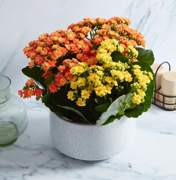 Autumn Kalanchoe Bowl